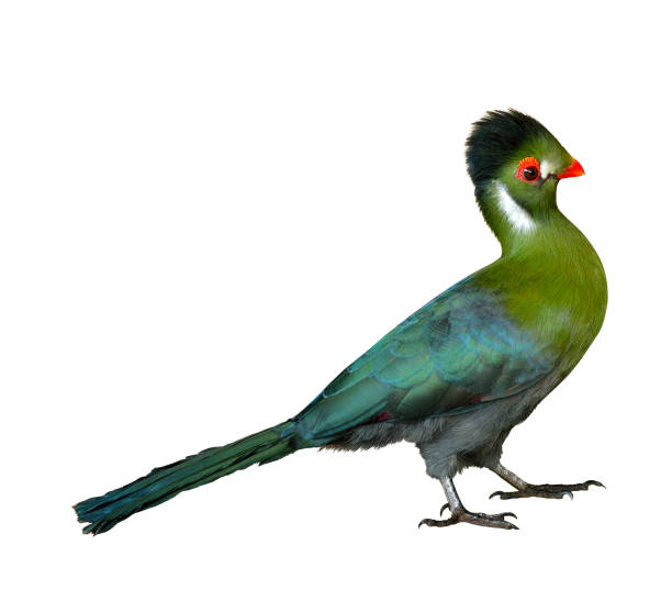 turaco vert (tauraco perdu) - lost pet photos et images de collection