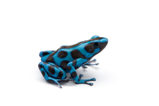 istock Green and Black Poison Dart Frog isolated on white background 1166032300