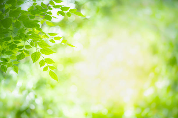 istock Closeup green leaf with beauty bokeh under sunlight background 1166032822