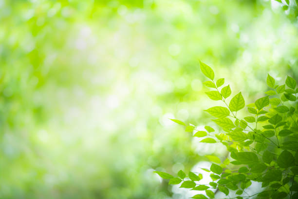 istock Closeup green leaf with beauty bokeh under sunlight background 1166032883