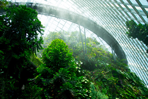 Cloud Forest - Singapore