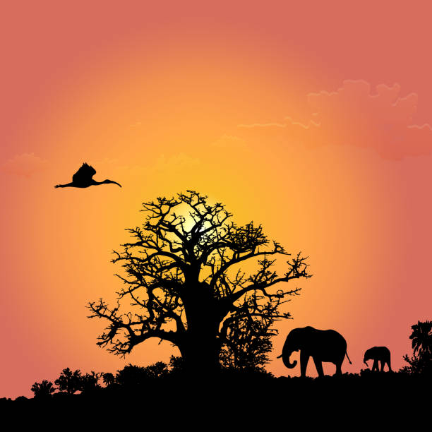istock silhouettes of African elephants at sunset 1166034232