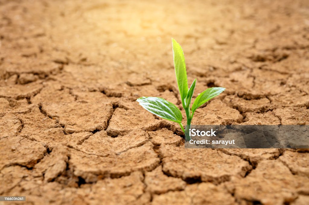 Trees are growing in dry ground Concept Forest and nature conservation Land Stock Photo Trees are growing in dry ground Concept Forest and nature conservation Land Stock Photo