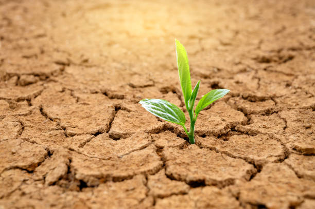 trees are growing in dry ground concept forest and nature conservation - scarcity imagens e fotografias de stock