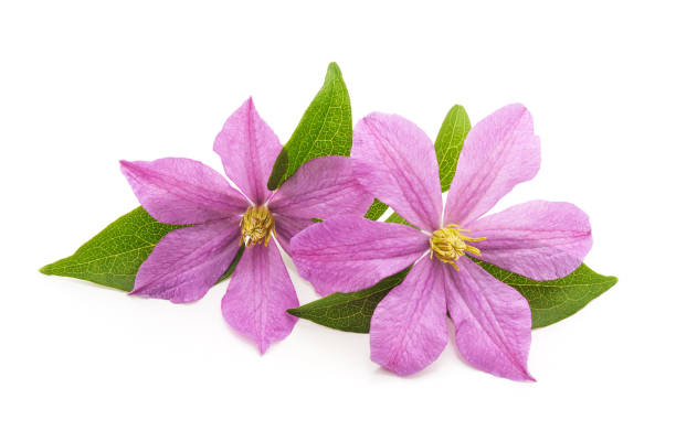 istock Bouquet of purple clematis. 1166034282
