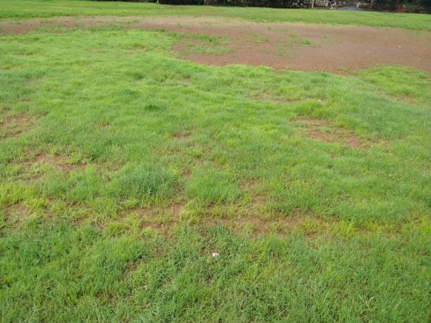istock Fresh green grass in park, garden 1166034473