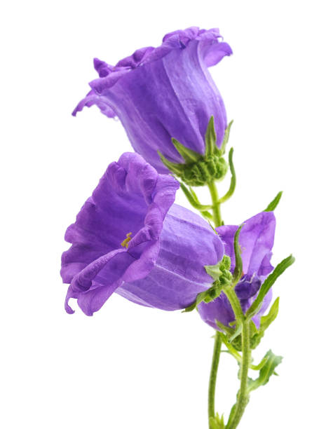 istock Purple foxglove flowers. 1166035678