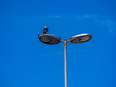 cormorant watches over the street lamp