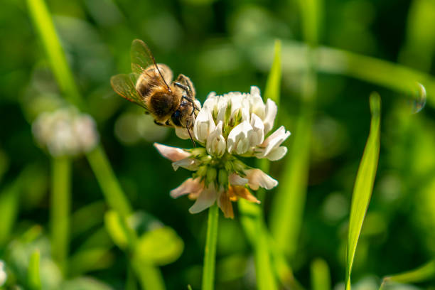 istock Bee collects nectar from white clover flower on green grass background 1166041007