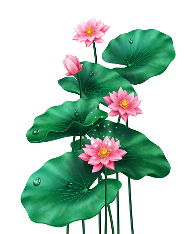Isolierte Lotusblätter Mit Blüten Und Knospe Auf Weiß Rosa Blüte Von ...
