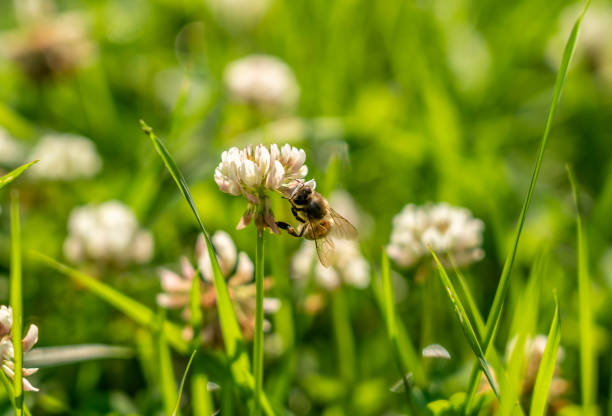 istock Bee collects nectar from white clover flower on green grass background 1166041143