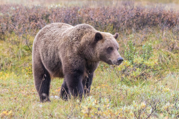 istock Grizzly Bear on the Tundra in Autumn 1166042530