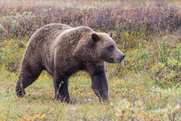 istock Grizzly Bear on the Tundra in Autumn 1166042698