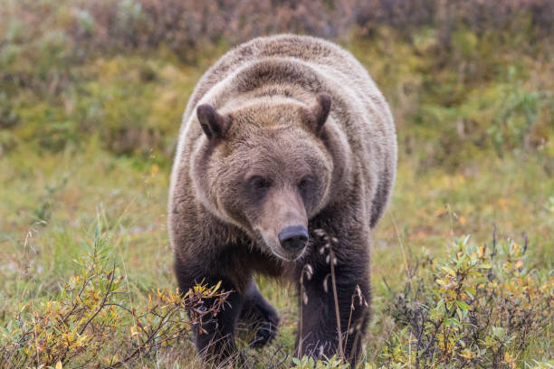istock Grizzly Bear on the Tundra in Autumn 1166042721