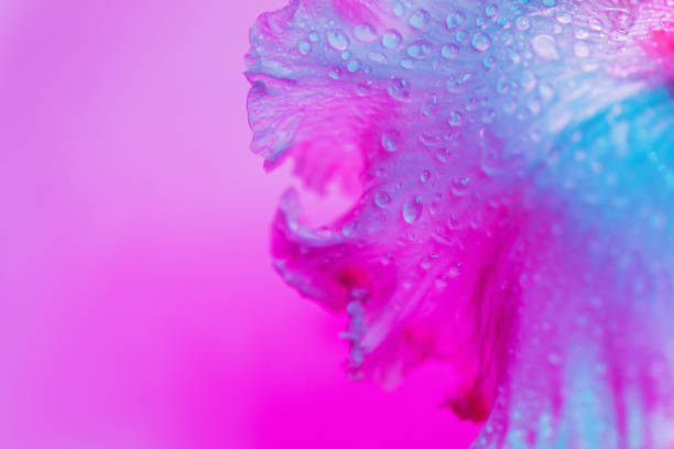 lebendige neon farbige iris blume knospe - flower purple macro bud stock-fotos und bilder