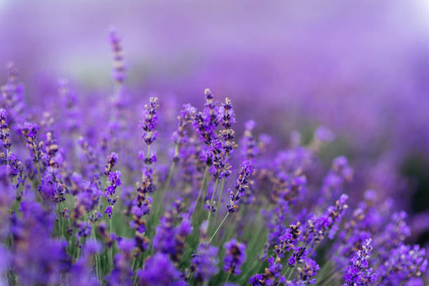 istock Lavender bushes closeup on sunset. 1166044295