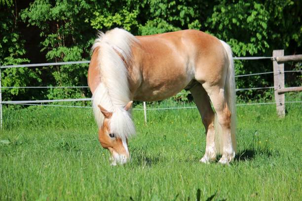 istock beautiful haflinger horse is standing on the paddock and eating fresh grass 1166045235