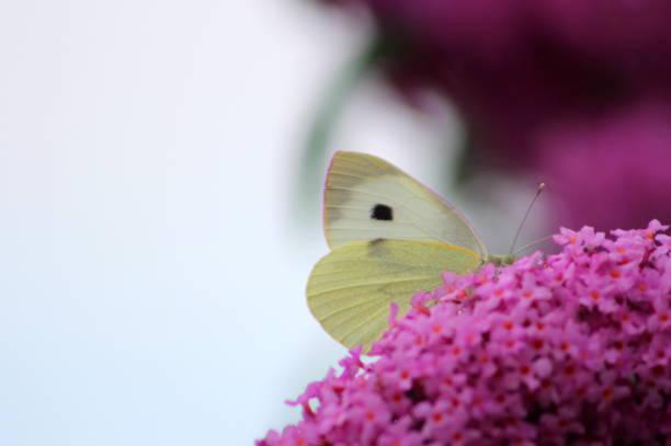istock Small white butterfly on Buddleia (Buddleia davidii) West York 1166045305