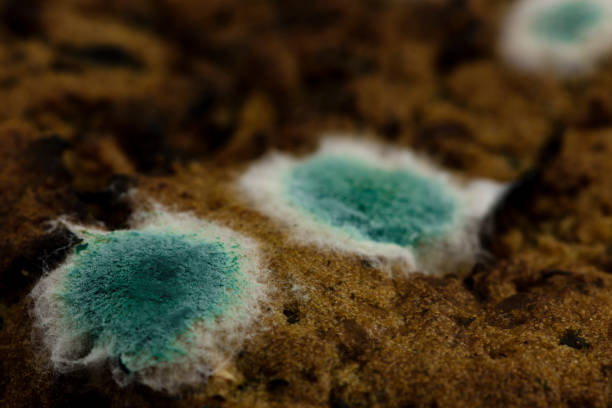 Bluemould penicillin mould growing on a hamburger.
