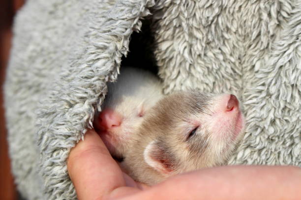 Female ferret kit(s) from litter born June held by child