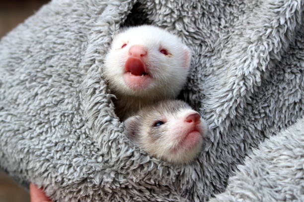 Female ferret kit(s) from litter born June held by child