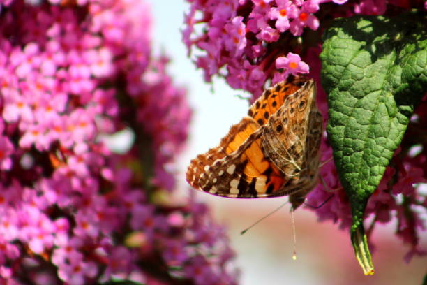 istock Painted Lady butterfly on Buddleia (Buddleia davidii) West York 1166045376
