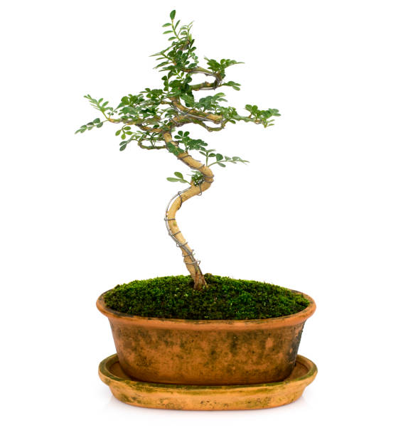 istock Image of mini bonsai in the pot tree on a white background. They were arranged from seedling of Carmona retusa and Feroniella lucida. 1166045578