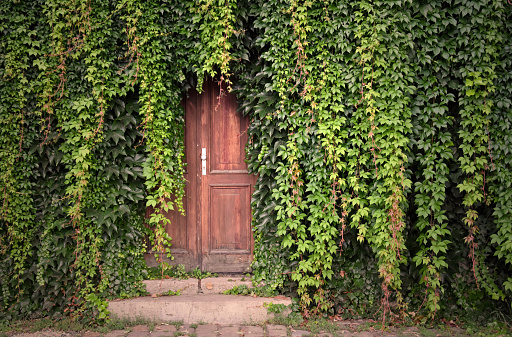 Beautiful Prague Place. Green ivy with door. Wooden door with ivy. Kampa Park in Prague. Romantic garden still life