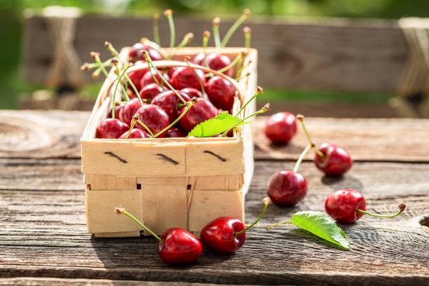 istock Freshly harvested tastysweet cherries in wooden punnet 1166046640