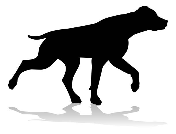 Dog Silhouette Pet Animal A detailed animal silhouette of a pet dog dog pointing stock illustrations