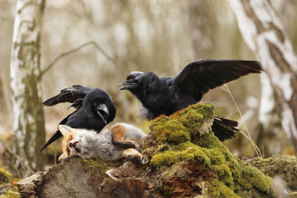 Two common ravens fight in birch forest  in spring. Czech republic, celntral Bohemia