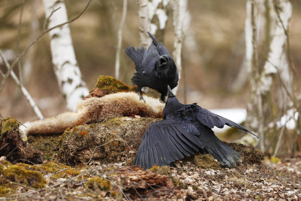 istock Two common ravens fight together in birch forest in spring. Czech republic 1166048601