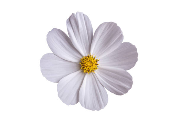 istock White camomile flower on a white background. 1166048851