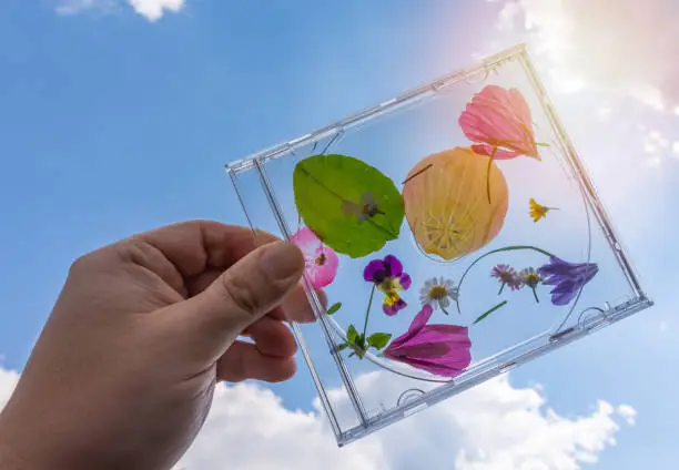 Colourful pressed summer flower petals in CD case with view to the sky