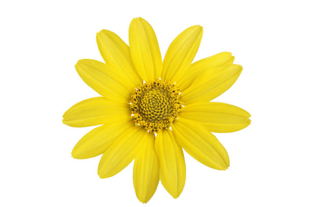 istock Yellow daisy flower on a white background. 1166049425