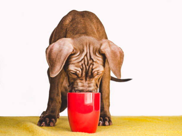 Young, charming puppy. Studio photo. Animal care