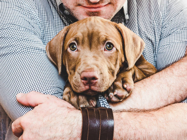 człowiek przytulający młodego, uroczego szczeniaka. zbliżenie - portrait animal hospital embracing holding zdjęcia i obrazy z banku zdjęć