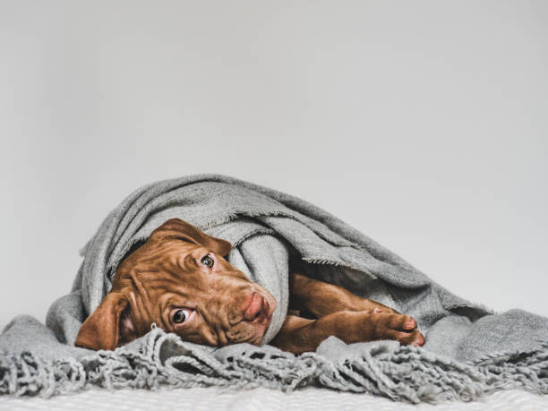 istock Young puppy, wrapped in a gray scarf 1166051067