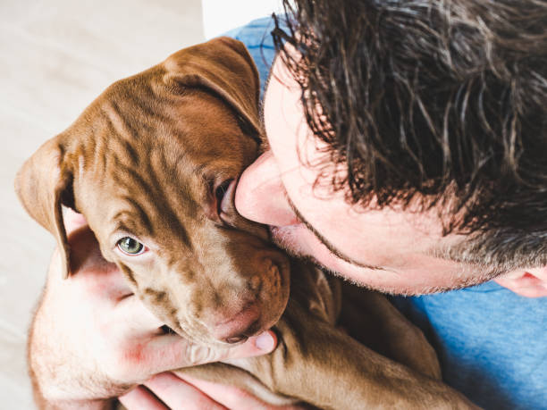 przystojny mężczyzna i uroczy szczeniak. zdjęcie studyjne - portrait animal hospital embracing holding zdjęcia i obrazy z banku zdjęć