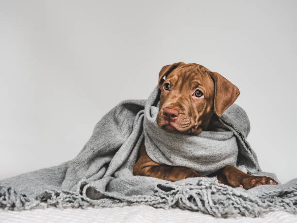 istock Young puppy, wrapped in a gray scarf 1166051116