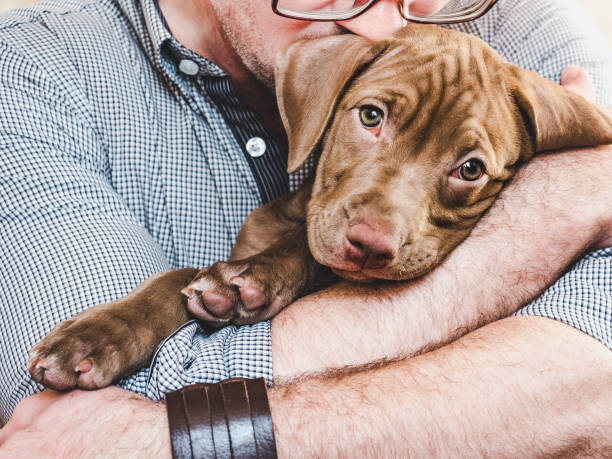 istock Man hugging a young, charming puppy. Close-up 1166051123