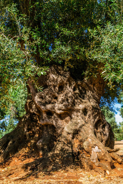 istock Ancient olive trees of Puglia-Italy 1166051185