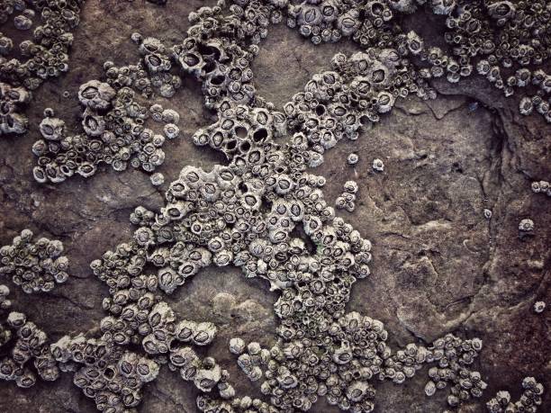 Barnacles on rock close up background Barnacles close up on rock background barnacle stock pictures, royalty-free photos & images