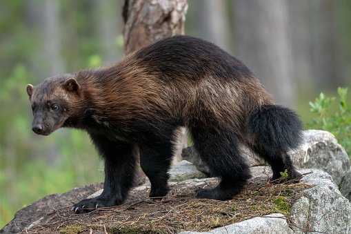 The Wolverine (Gulo gulo) is the largest land-dwelling species of the family Mustelidae, and is found primarily in the boreal forests of the northern hemisphere, with the greatest numbers in Northern Canada, Alaska and the Nordic countries of Europe.\nThis one was photographed in the forest in northern Finland.