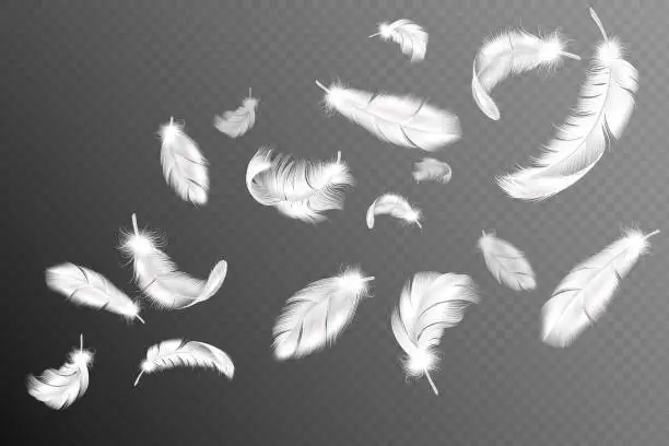 Vector illustration of Flying feathers. Falling twirled fluffy realistic white swan, dove or angel wings feather flow, soft birds plumage vector collection