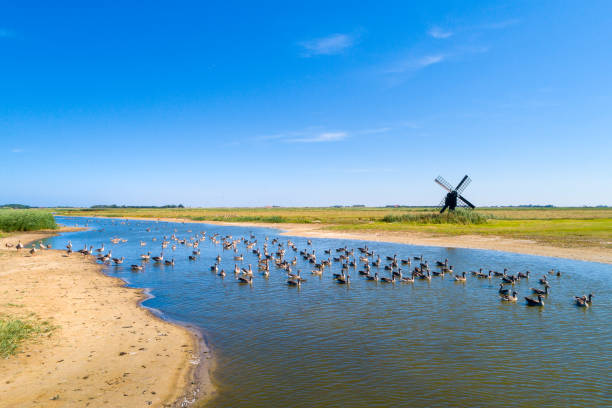 Little windmill on the island Texel Little windmill on the dutch island Texel greylag goose stock pictures, royalty-free photos & images