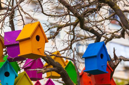 Colorful group of birdhouses on a dry tree at the street of city