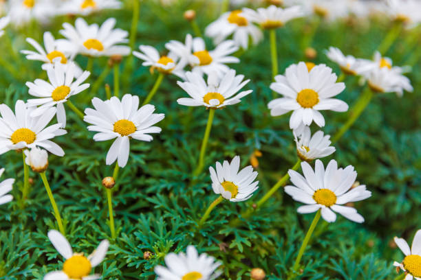 istock Big white camomile in Provence 1166054209