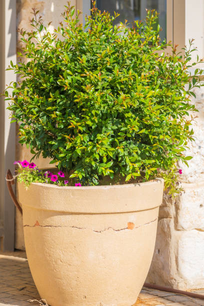 istock Closeup of bright green syzygium tree 1166054825