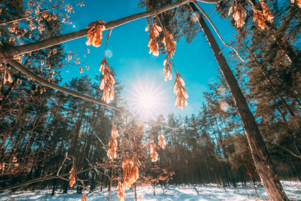 sunshine through dry of maple branches in sunny winter day. close up of maple distinctive fruits also called samaras, maple keys, whirlybirds or polynoses - maple keys maple tree seed tree imagens e fotografias de stock